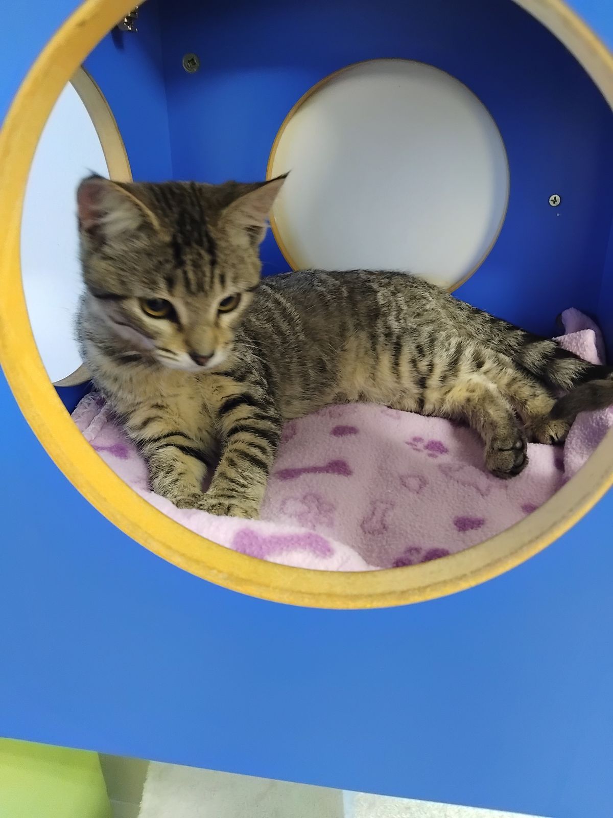 Gallery image: Alvin