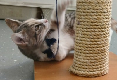 Sphinx - Domestic Short Hair