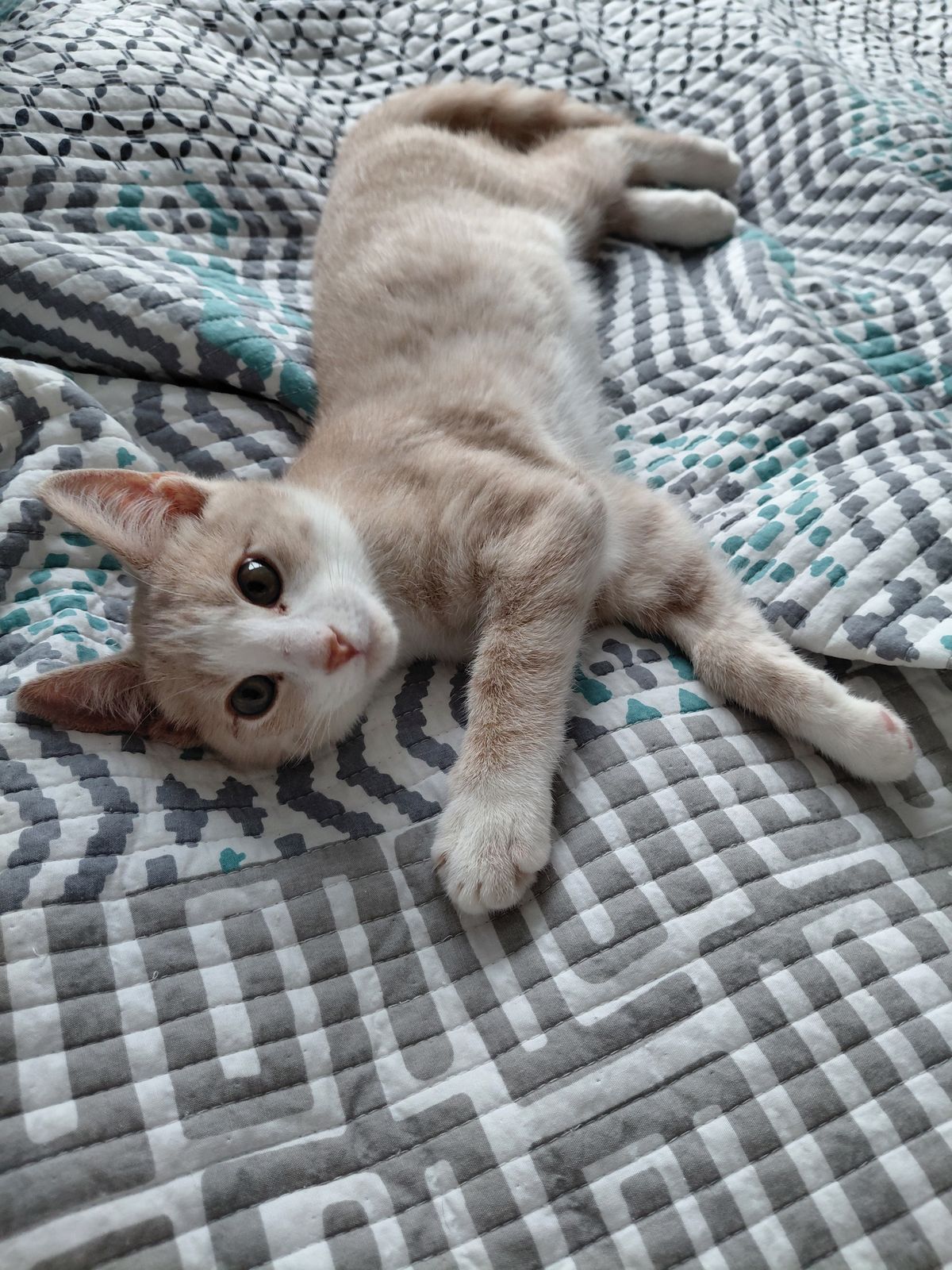 Gallery image: Latte