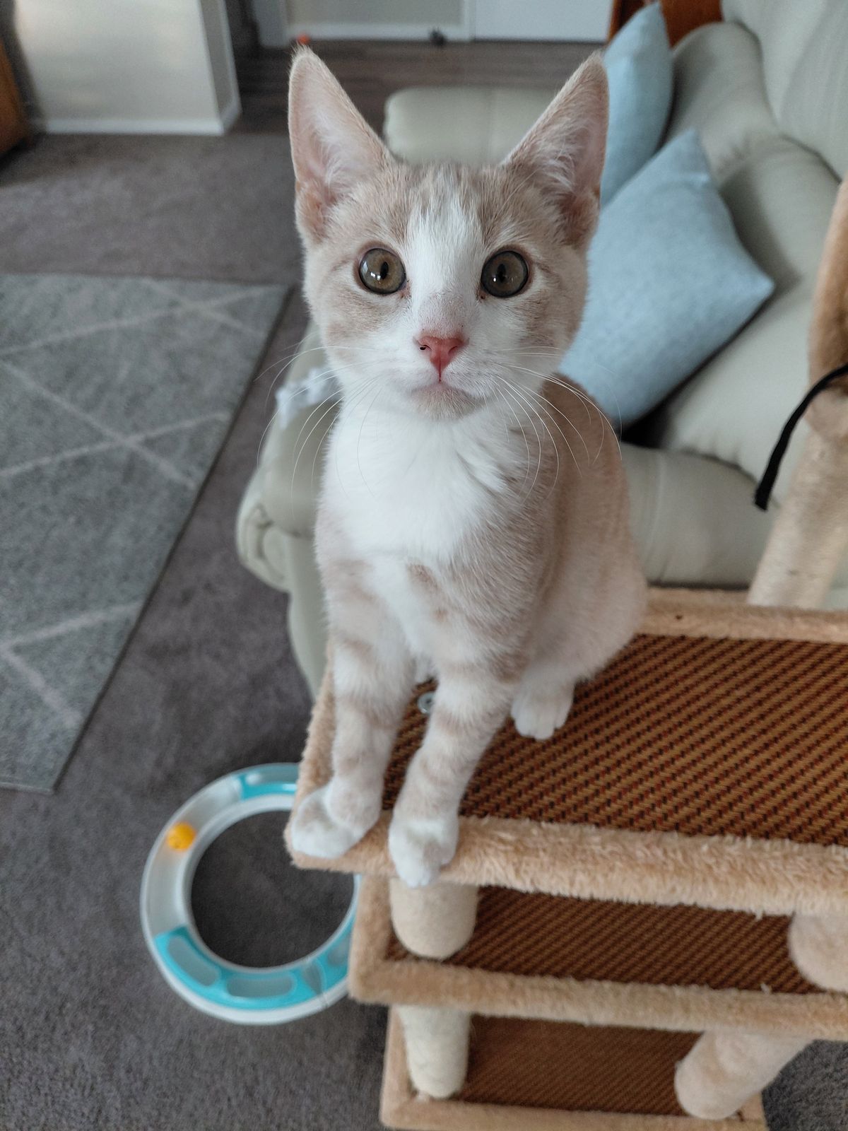 Gallery image: Latte