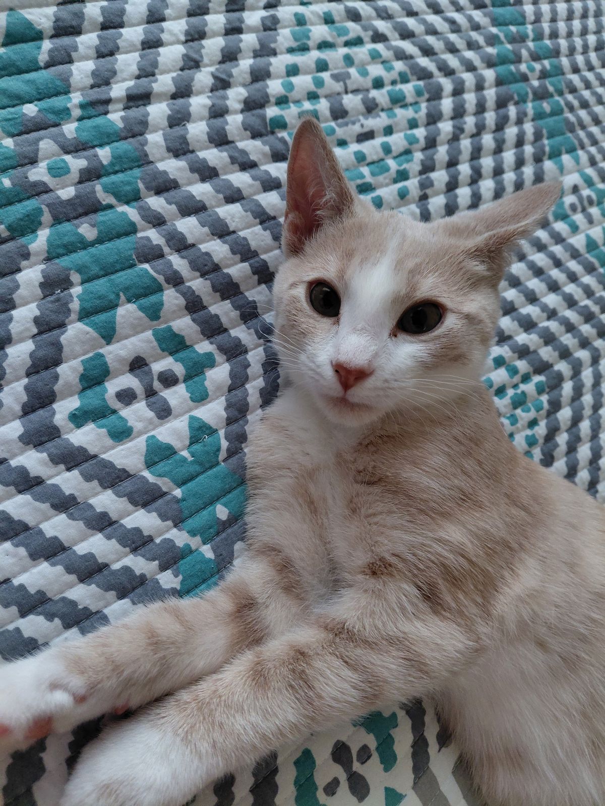 Gallery image: Latte