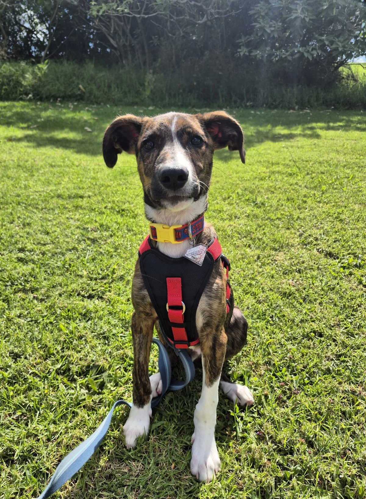 Gallery image: Banjo