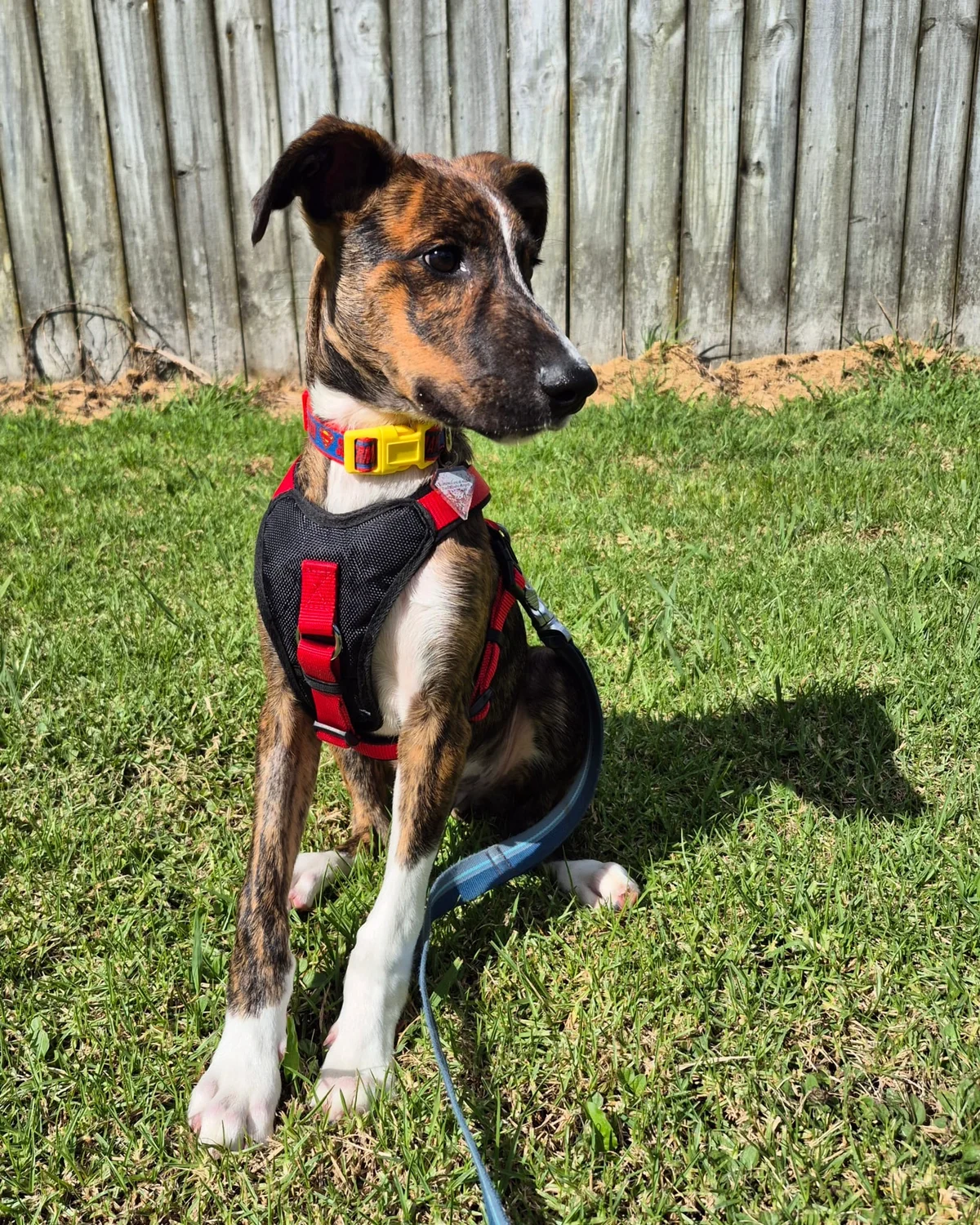 Gallery image: Banjo