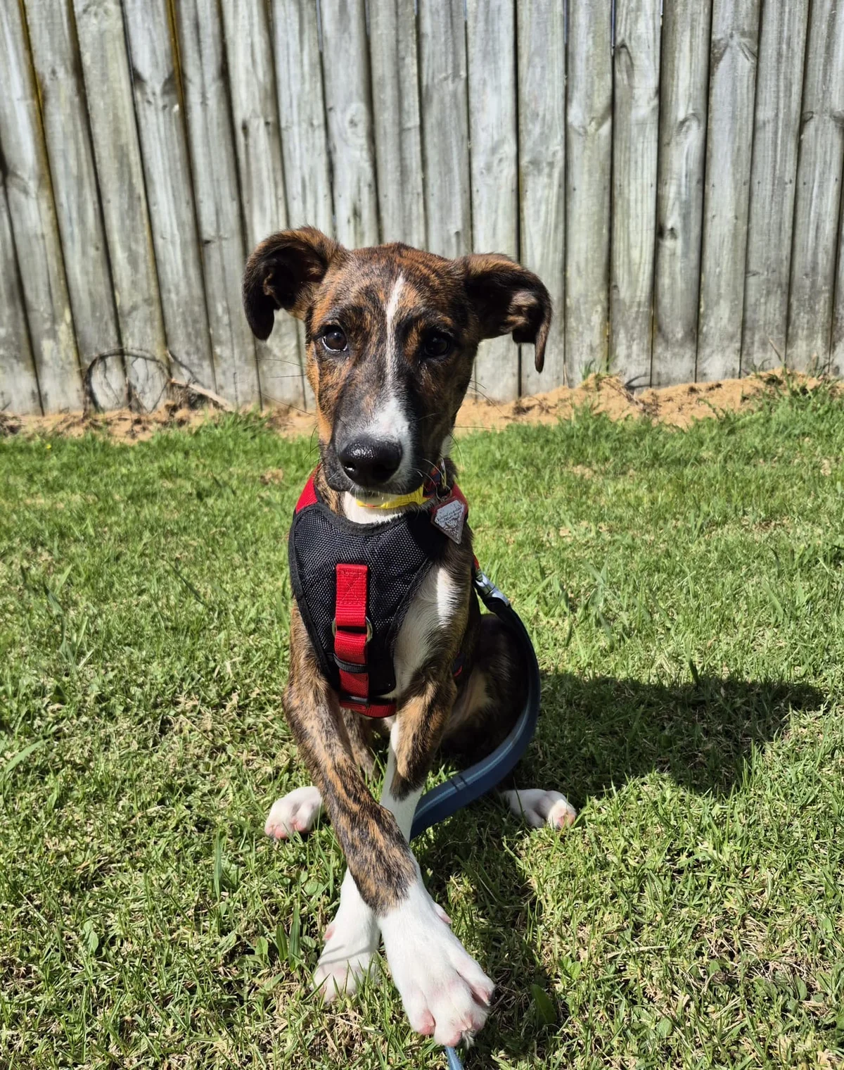 Gallery image: Banjo