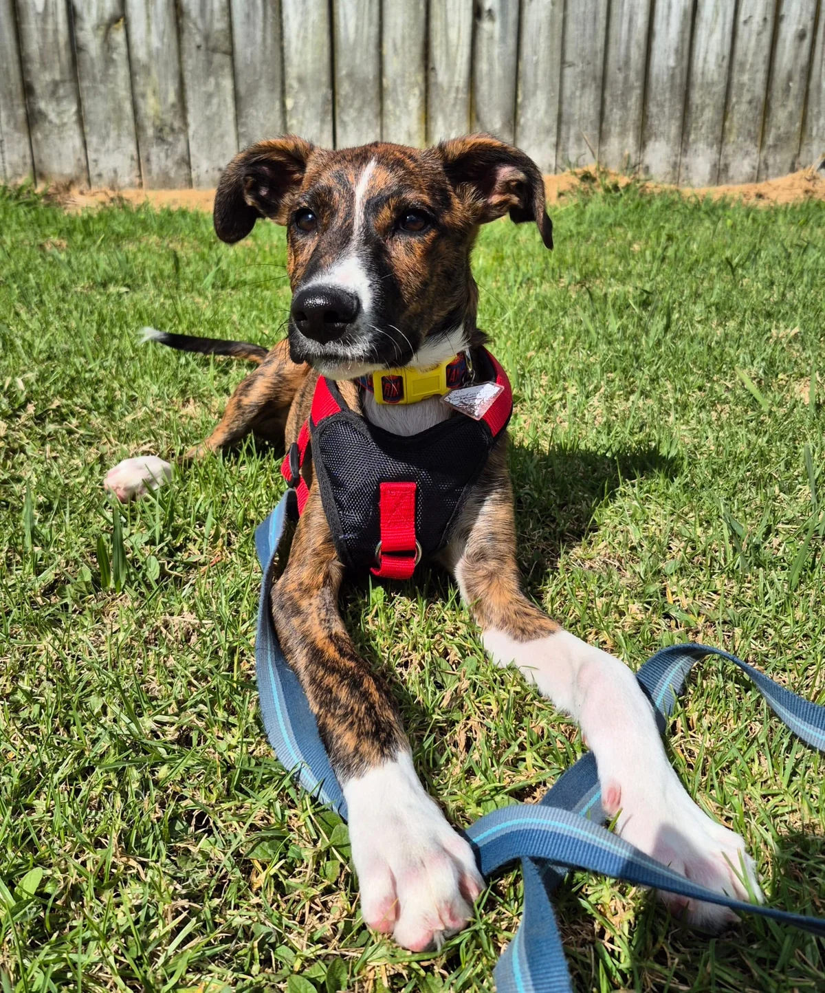 Gallery image: Banjo