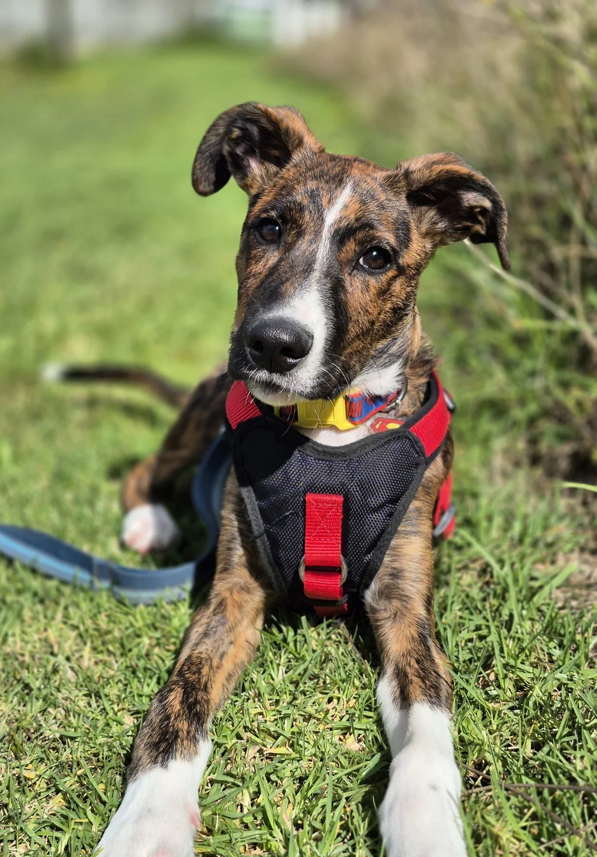 Gallery image: Banjo