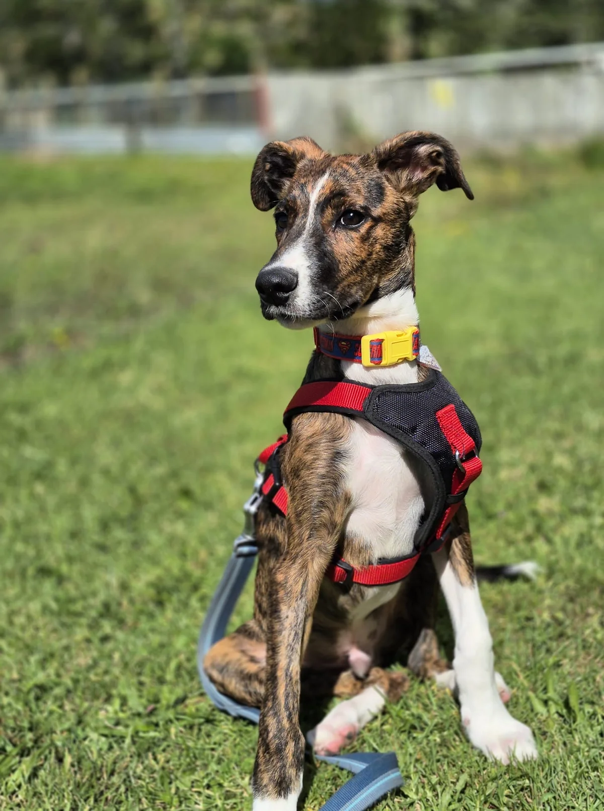 Gallery image: Banjo