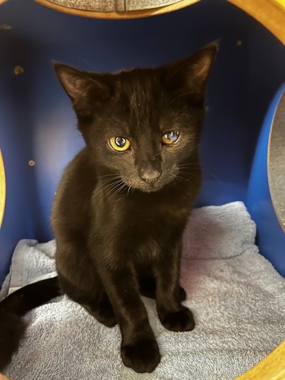 Patch - Domestic Short Hair