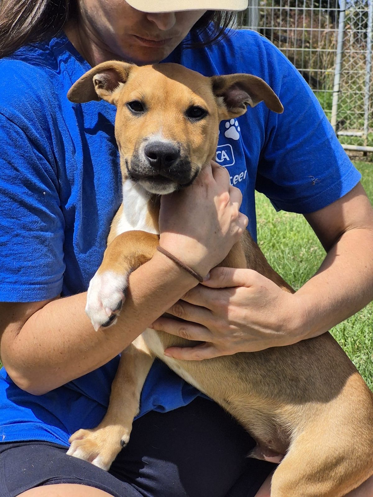 Gallery image: Possum