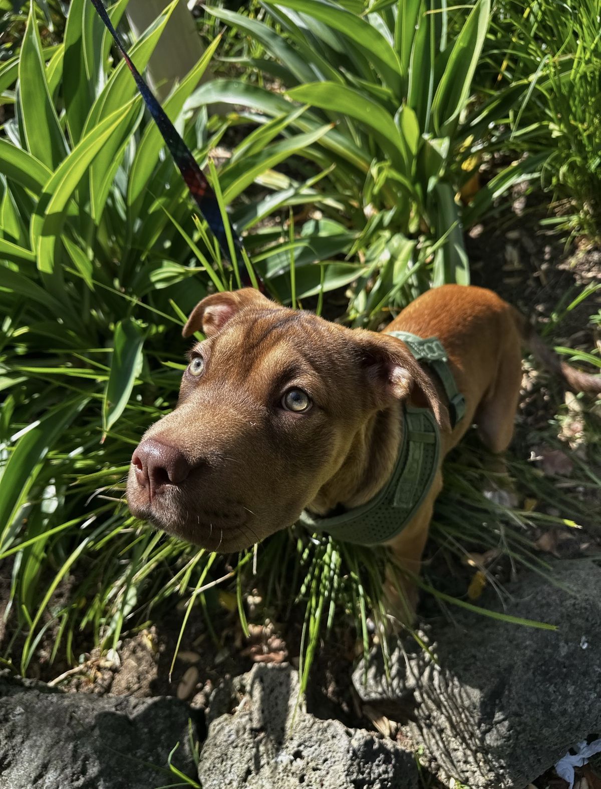 Gallery image: Caramella 