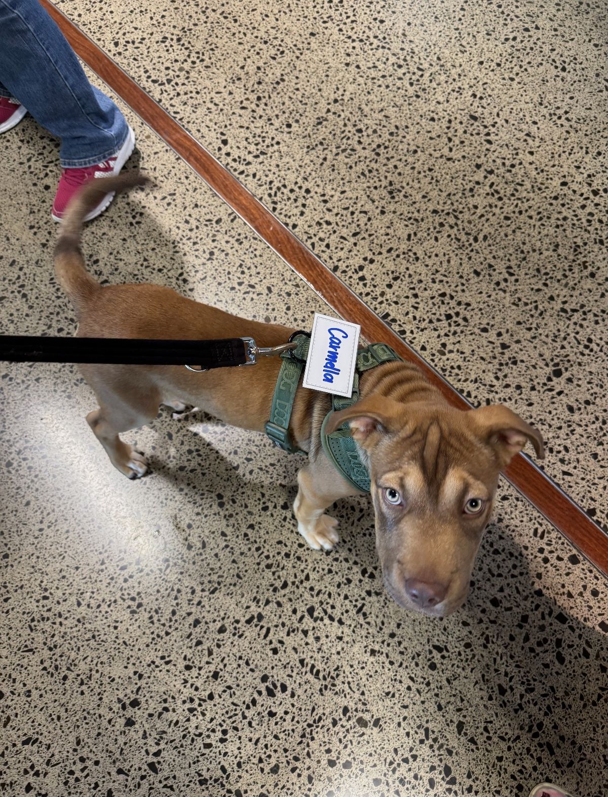 Gallery image: Caramella 