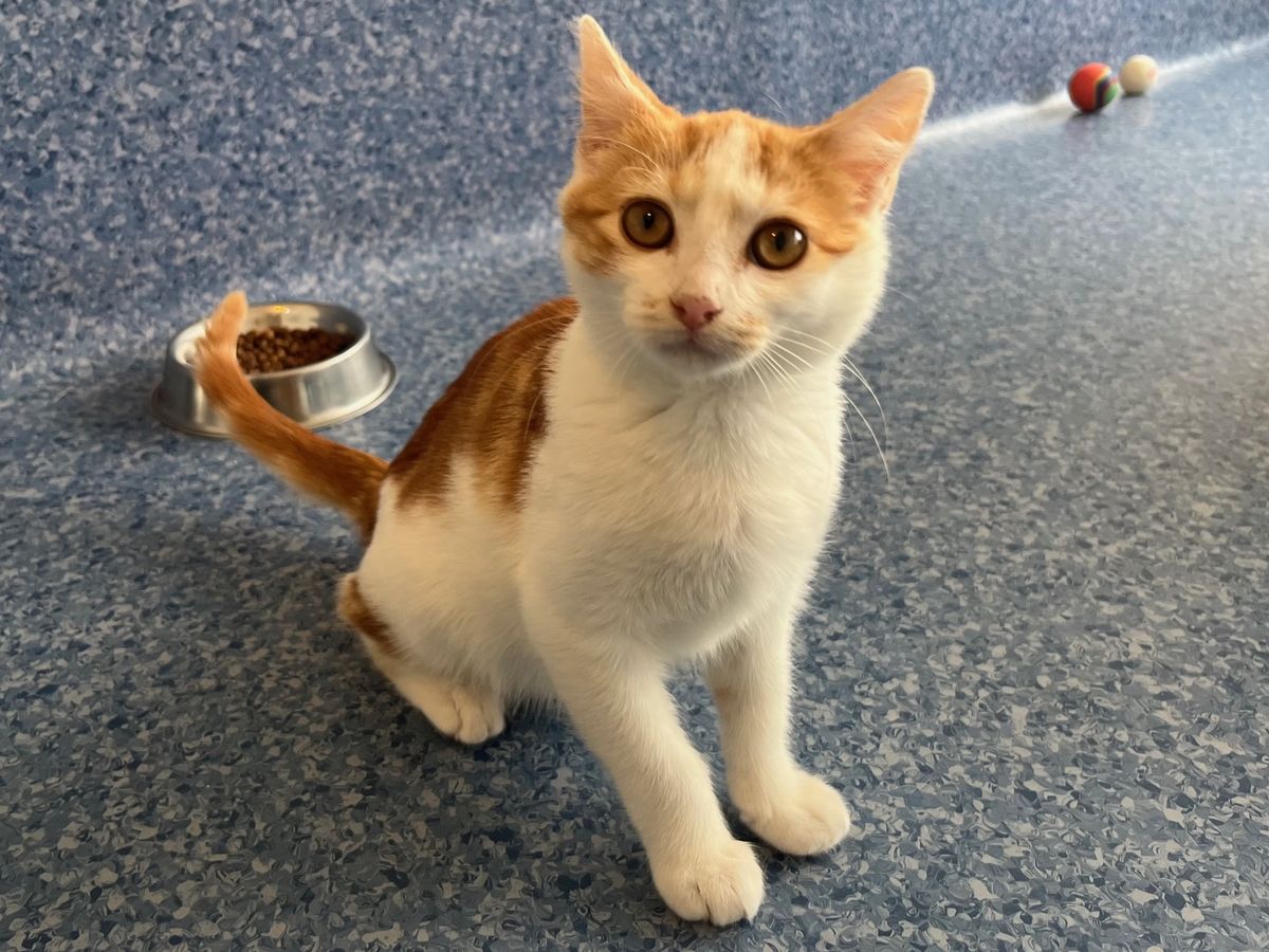 Gallery image: Hinata