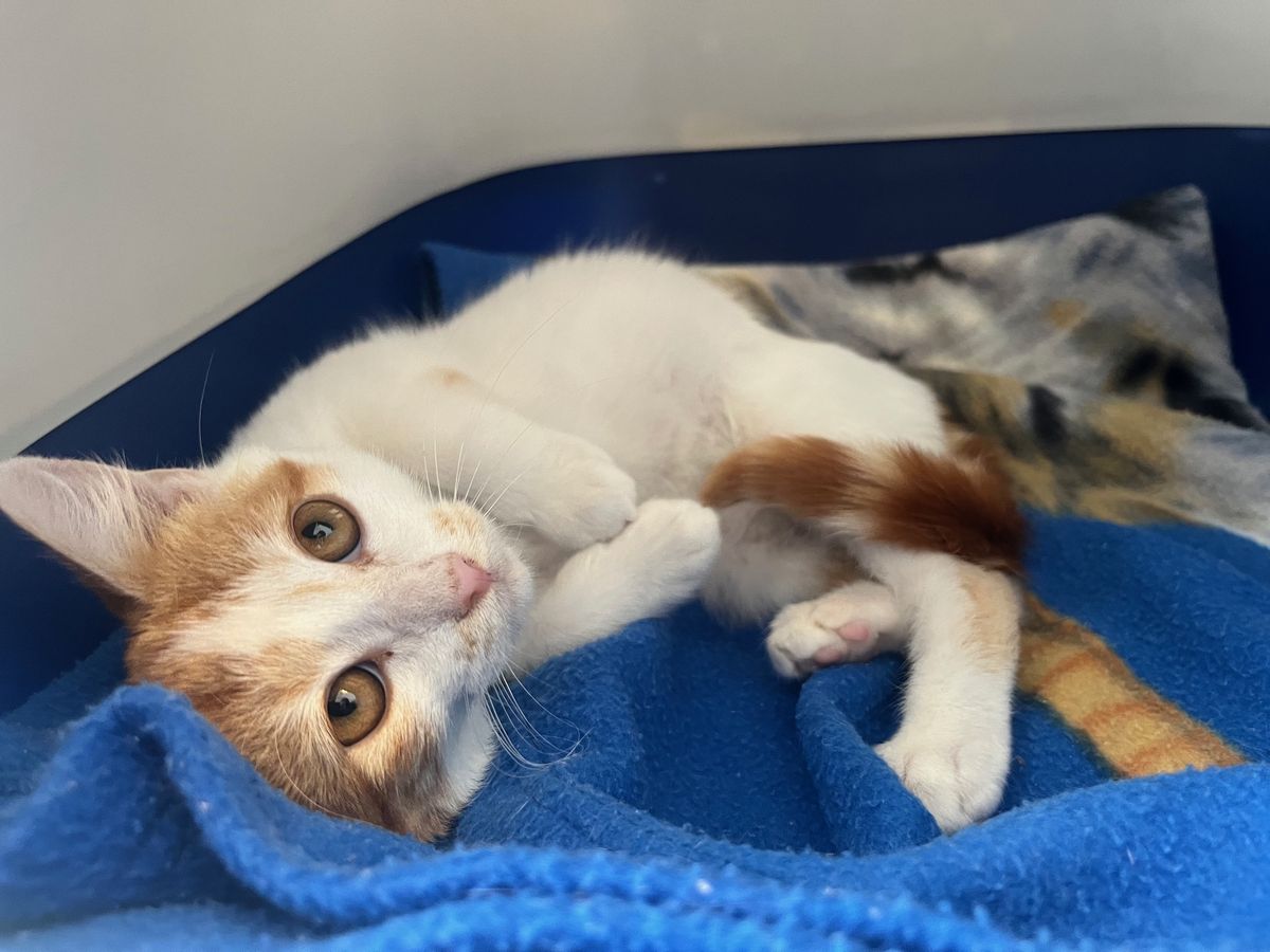 Gallery image: Hinata