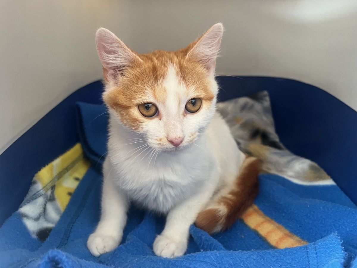 Gallery image: Hinata