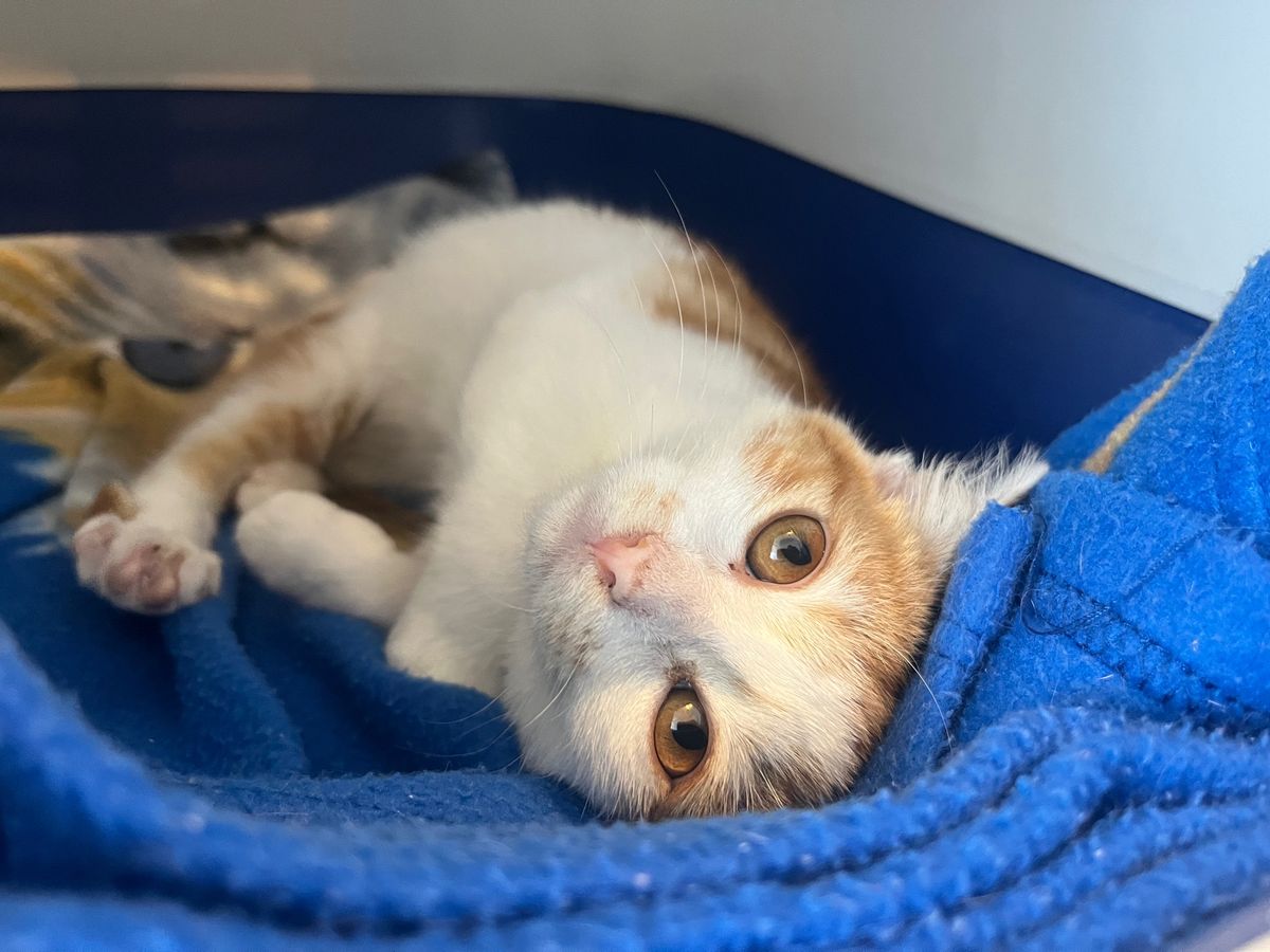 Gallery image: Hinata