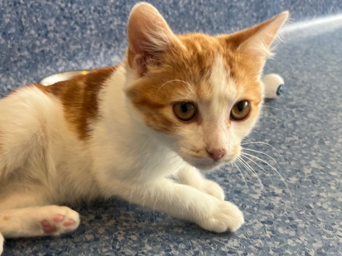 Gallery image: Hinata