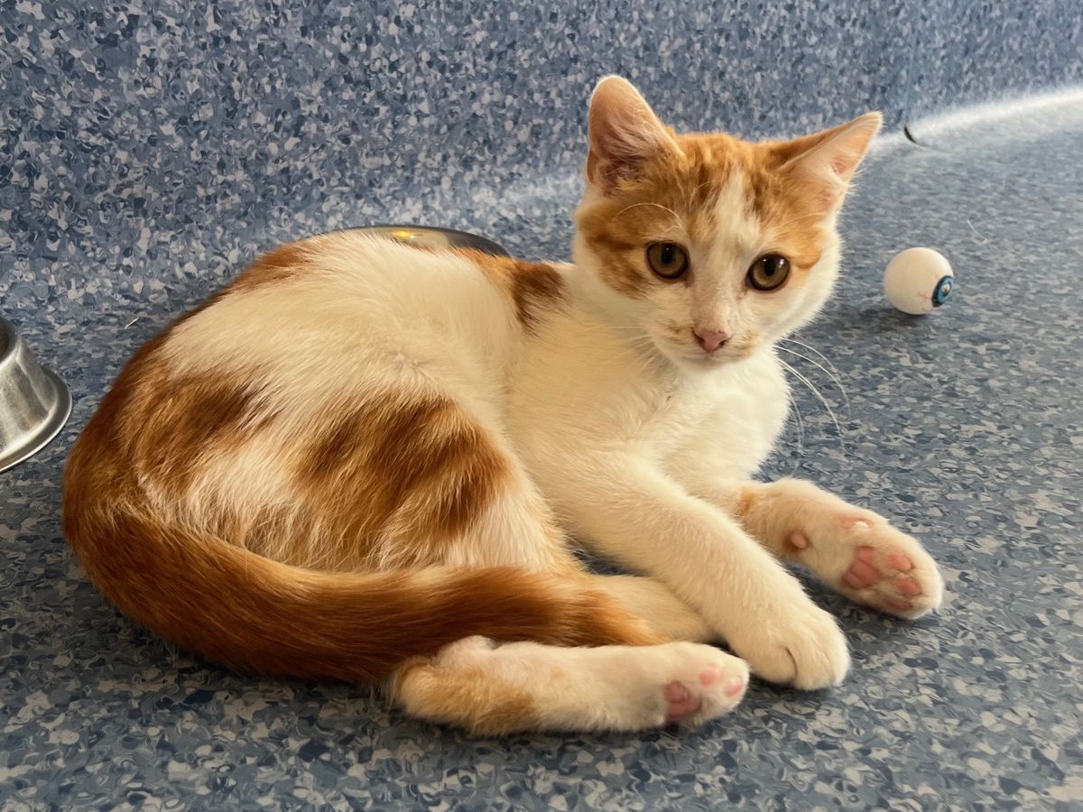 Gallery image: Hinata