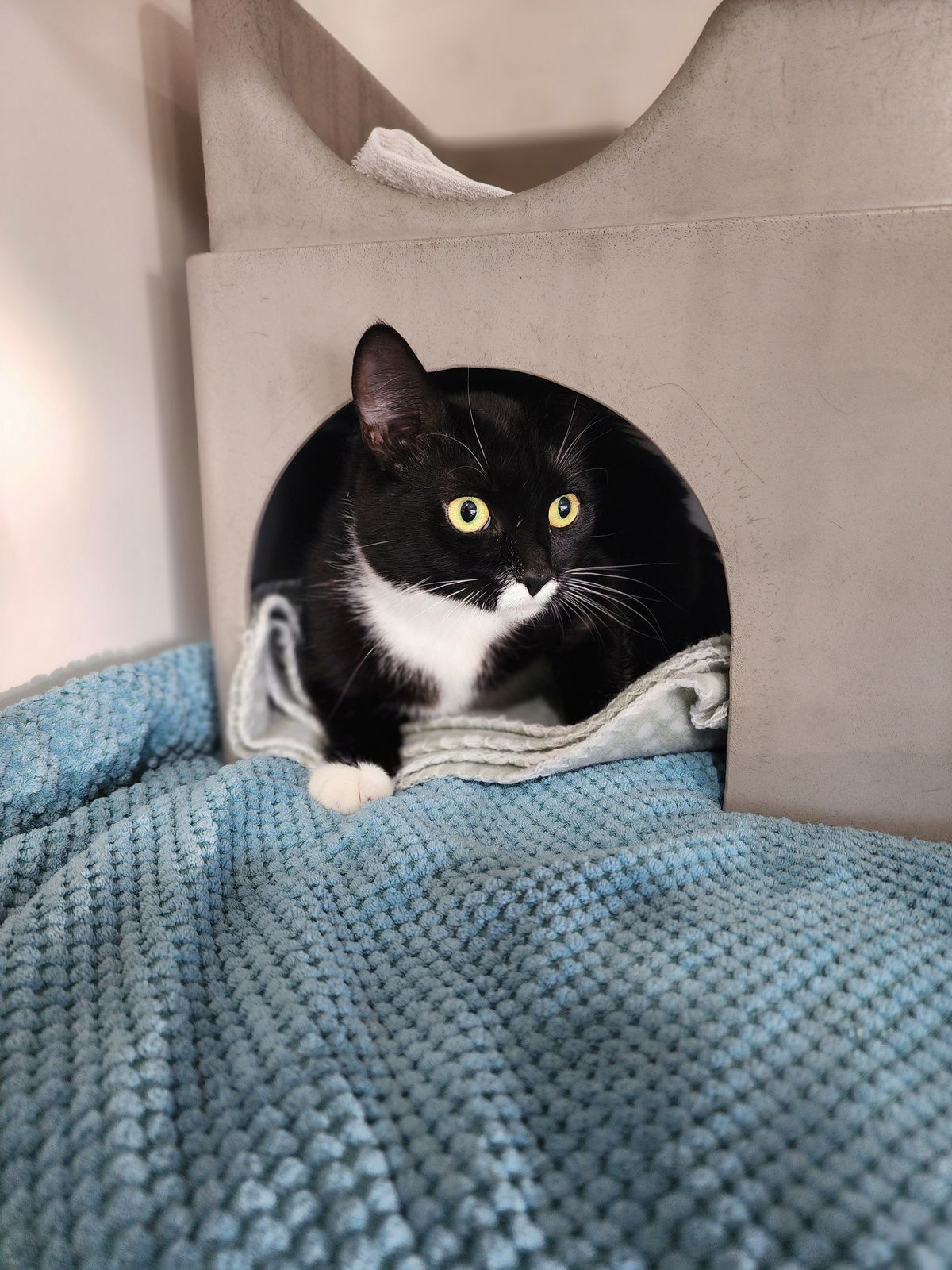 Gallery image: Shiloh