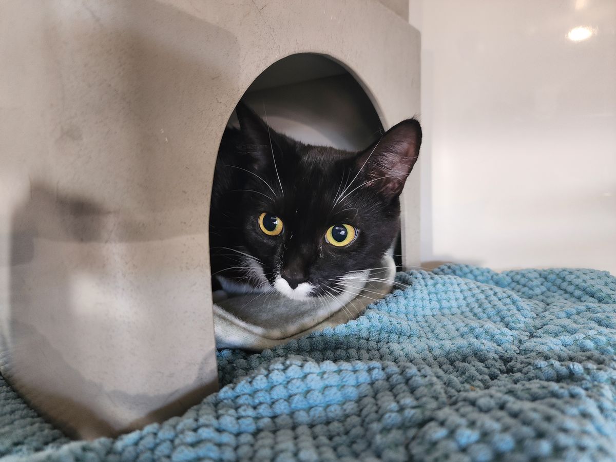 Gallery image: Shiloh