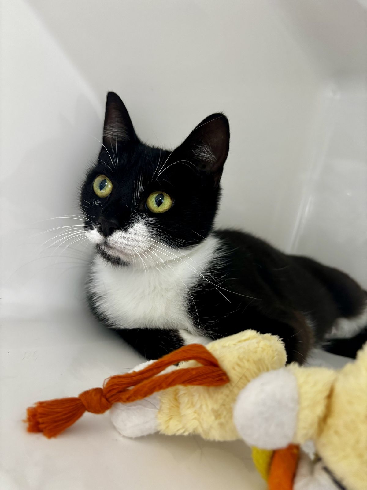 Gallery image: Mindy