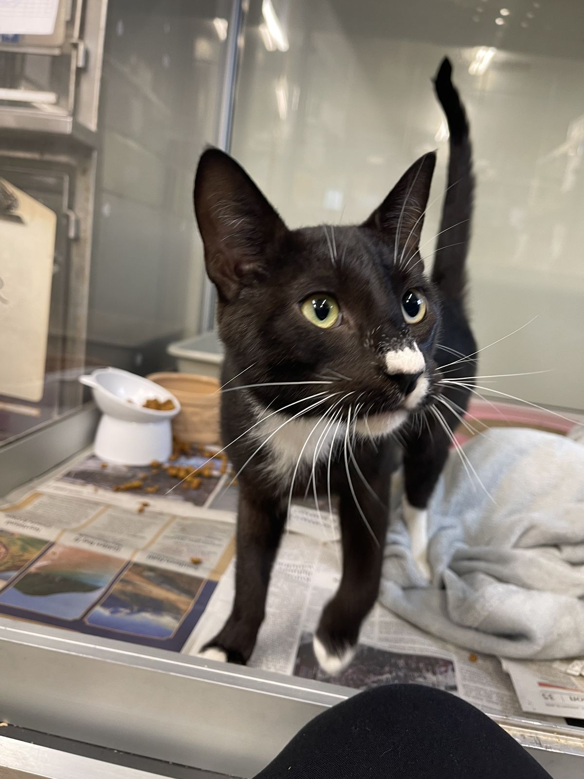 Gallery image: Tommy