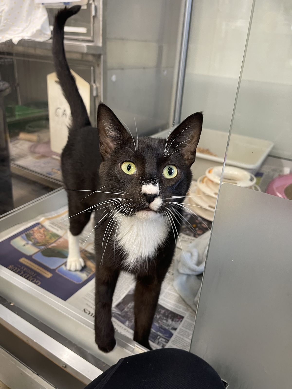 Gallery image: Tommy