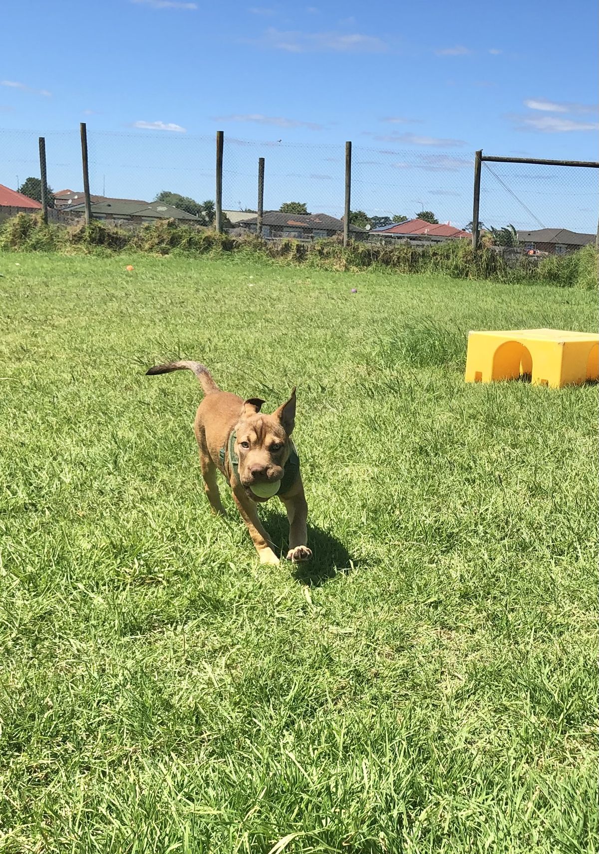 Gallery image: Caramella 