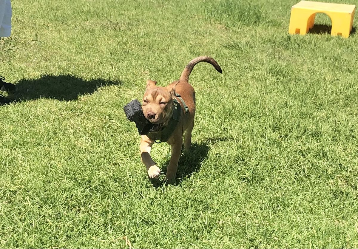 Gallery image: Caramella 