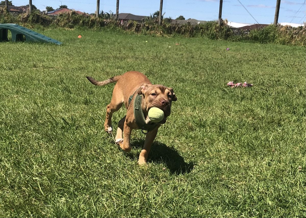 Gallery image: Caramella 