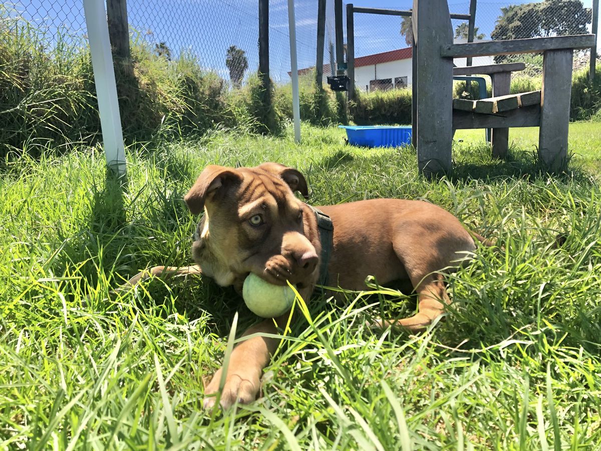 Gallery image: Caramella 