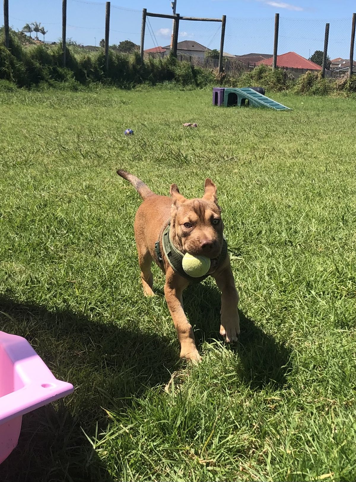 Gallery image: Caramella 