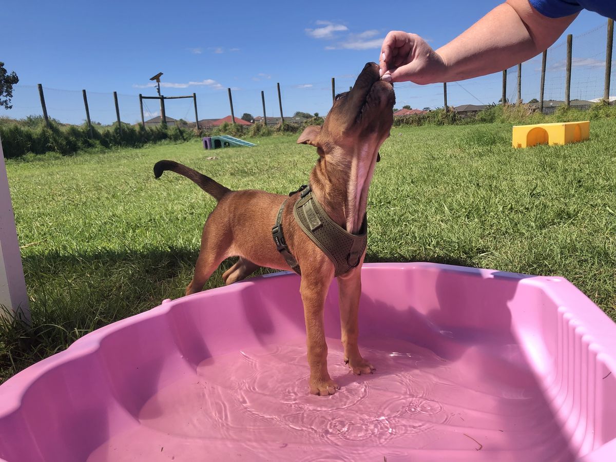 Gallery image: Caramella 