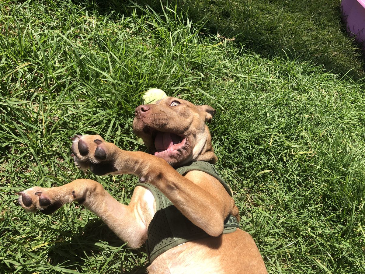 Gallery image: Caramella 