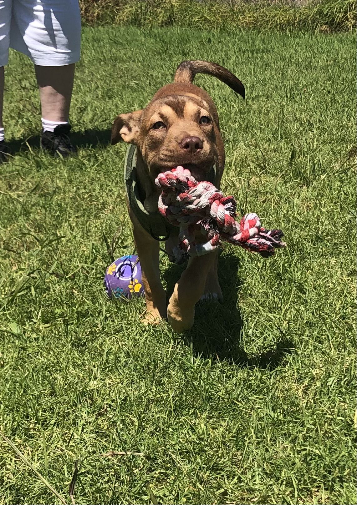 Gallery image: Caramella 