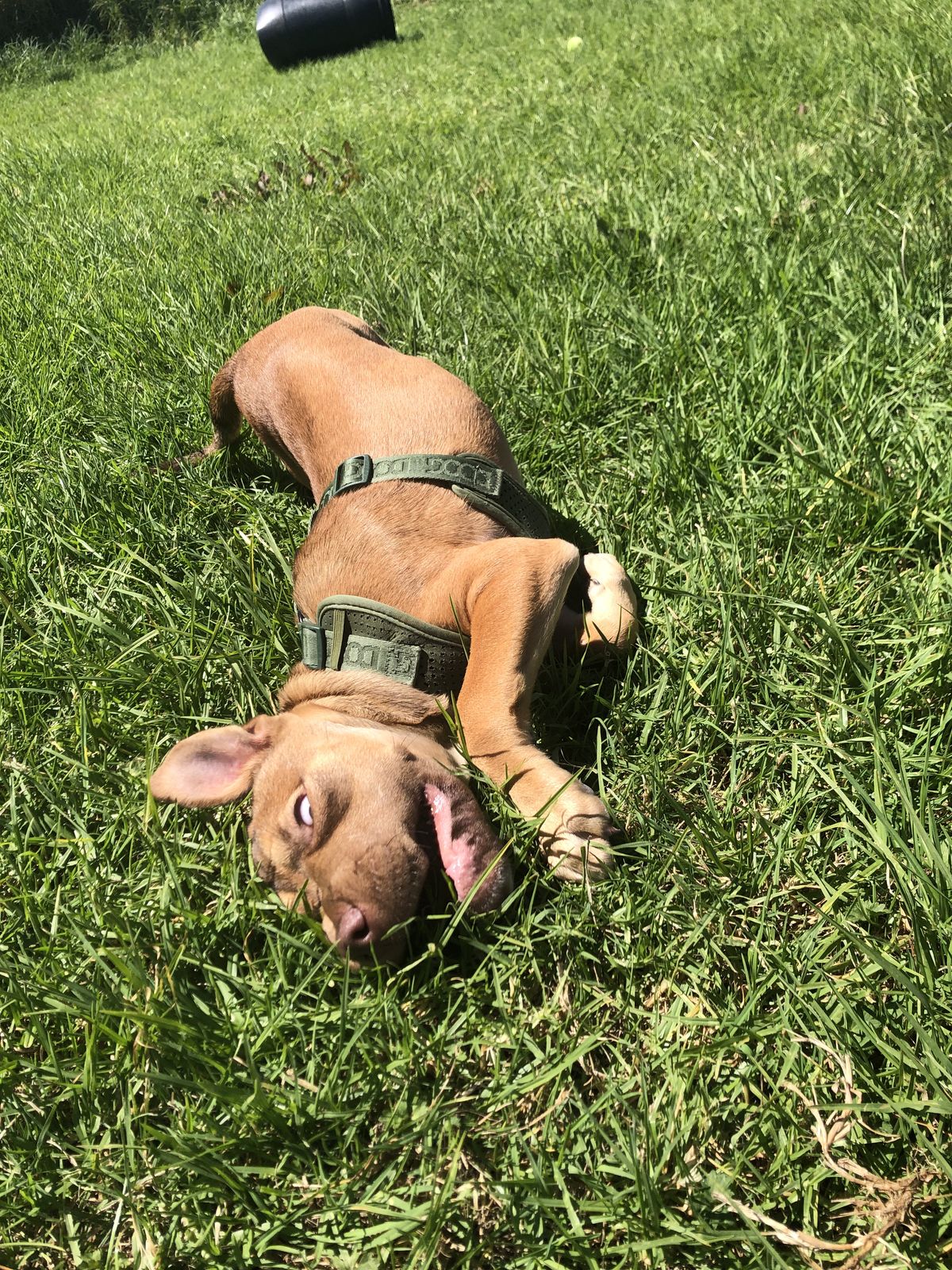 Gallery image: Caramella 