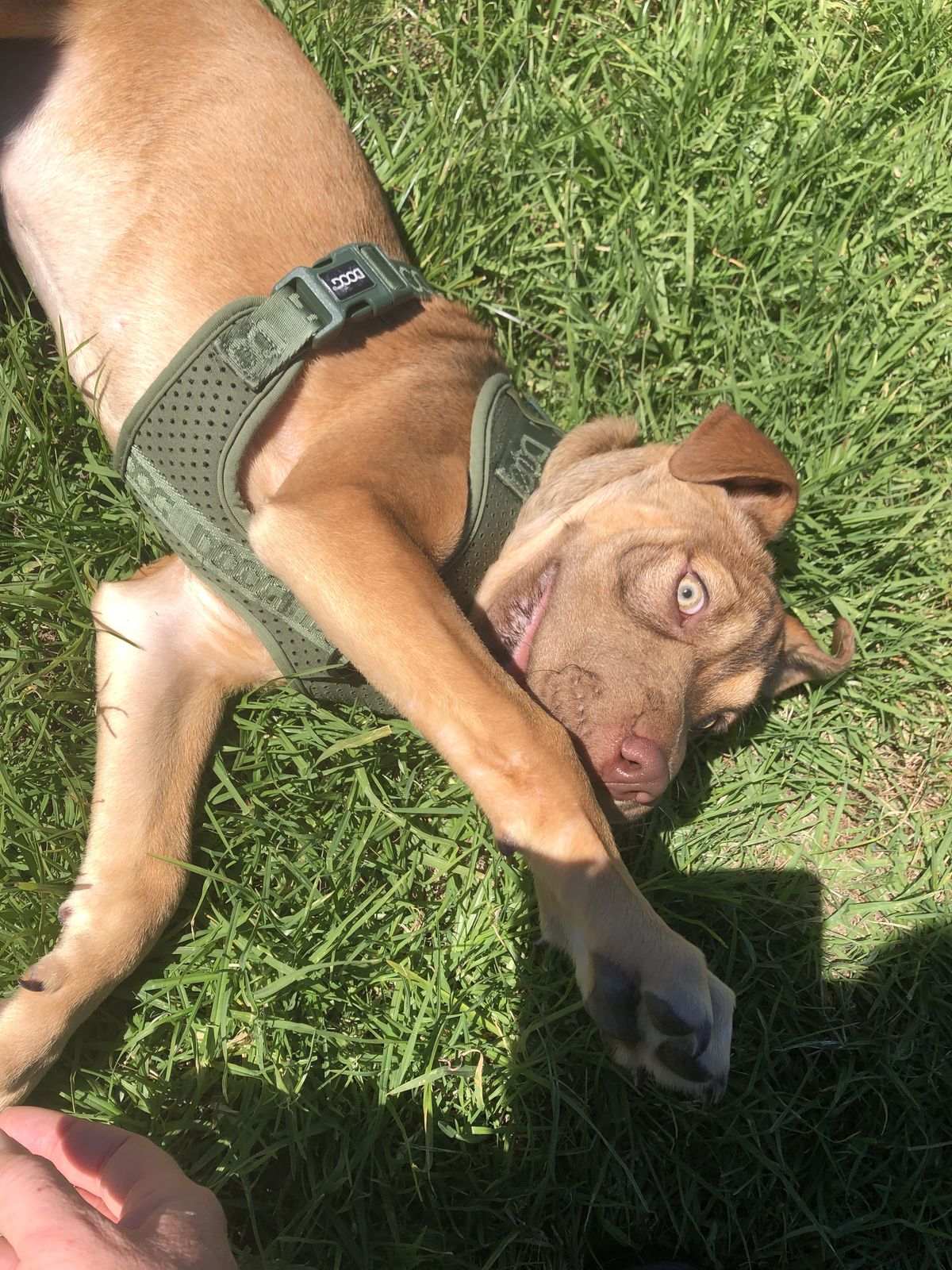 Gallery image: Caramella 