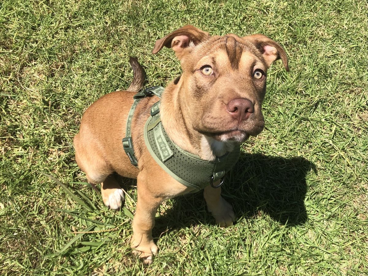 Gallery image: Caramella 