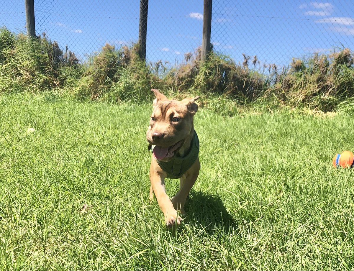 Gallery image: Caramella 