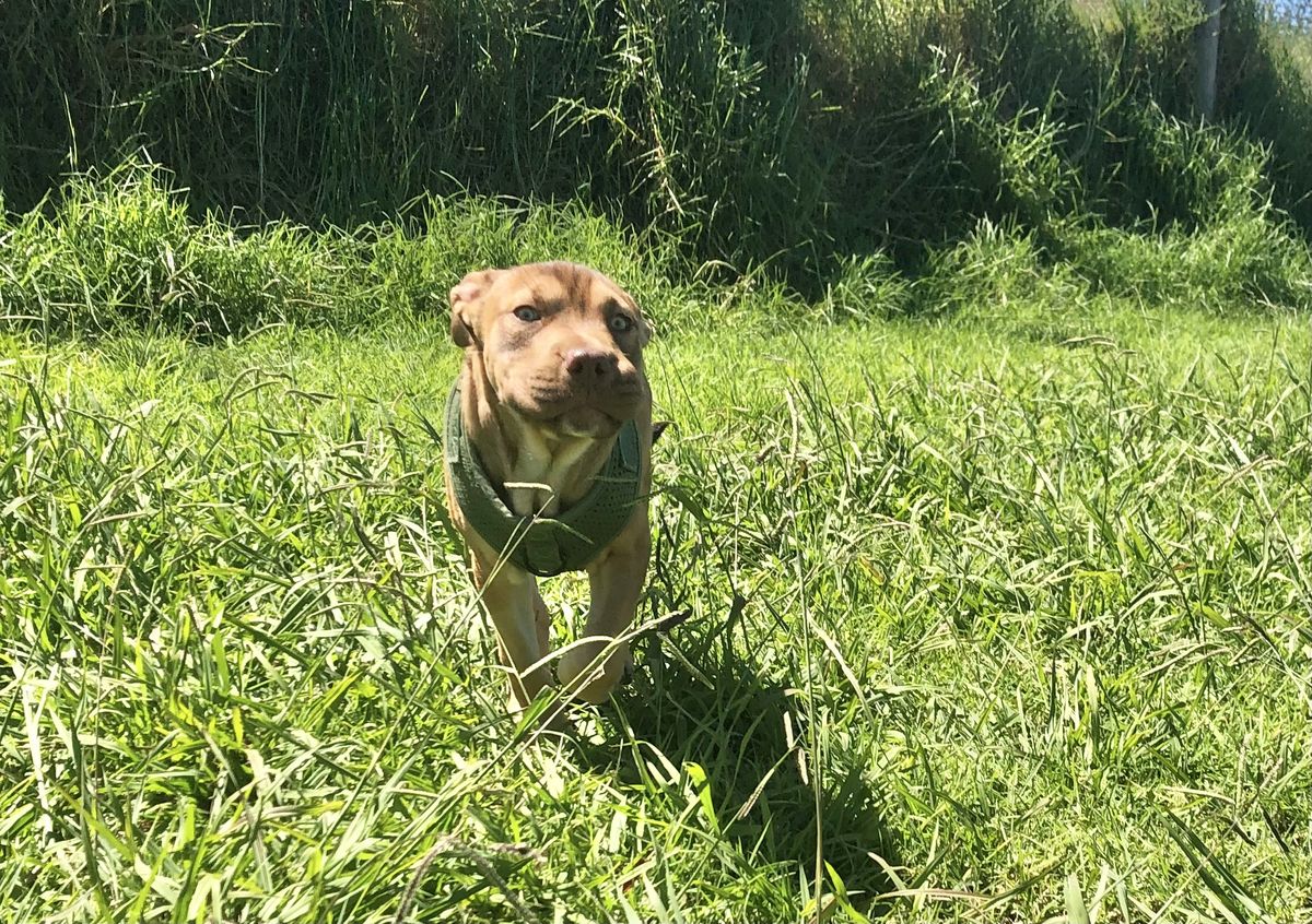 Gallery image: Caramella 