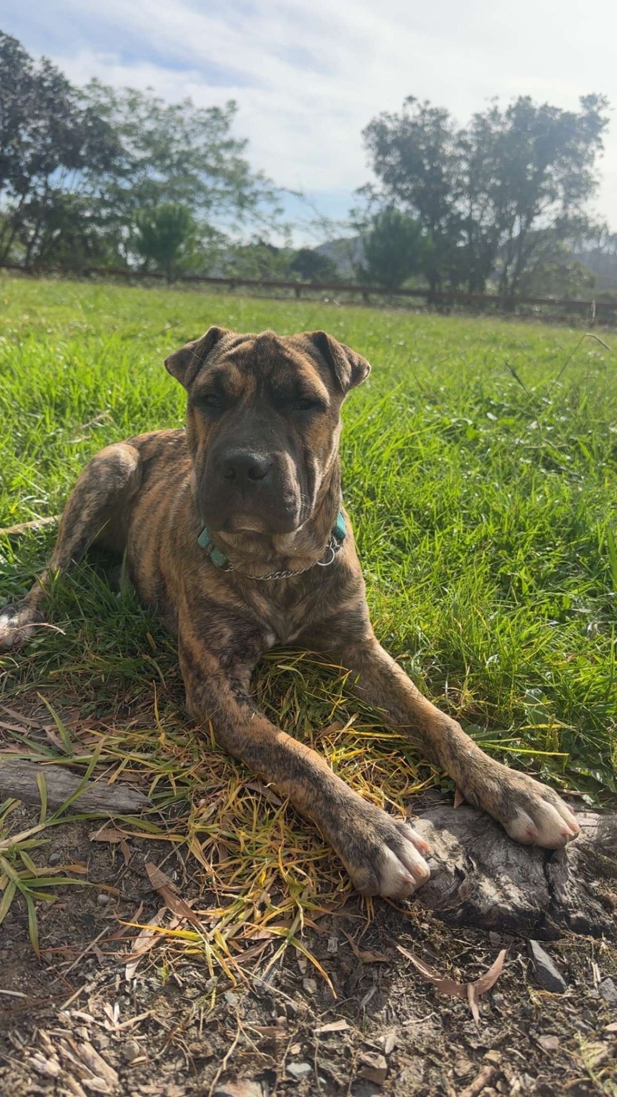 Gallery image: Willow