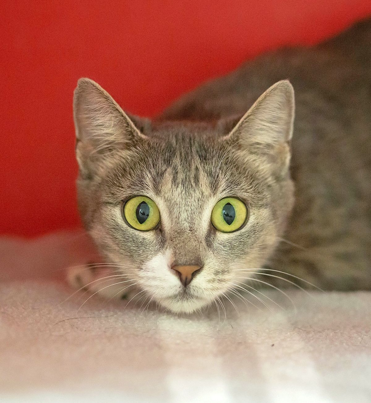 Gallery image: Clover