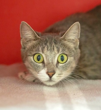 Clover - Domestic Short Hair