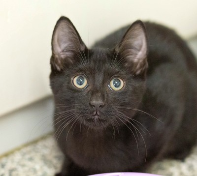 Anarchy - Domestic Short Hair