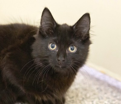 Void - Domestic Medium Hair