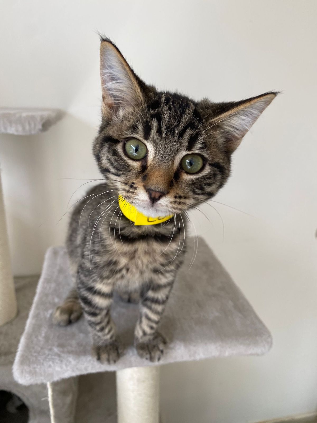 Gallery image: Lottie