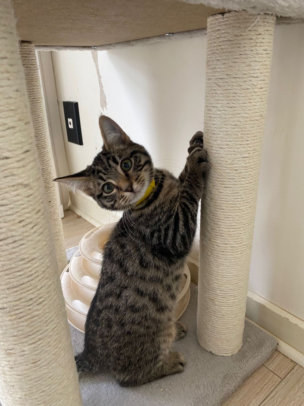 Gallery image: Lottie