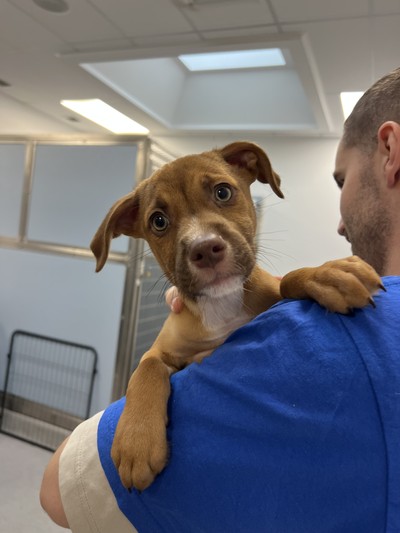 Colorado  - Medium Cross Breed