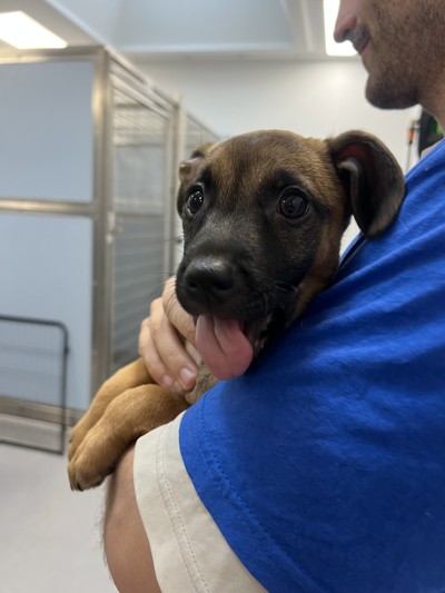 Tennessee  - Medium Cross Breed