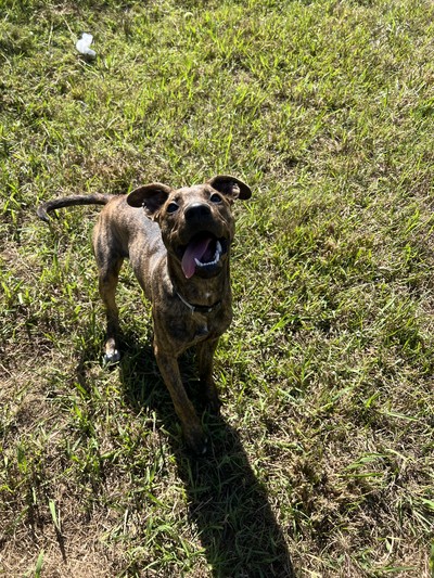 Charli - Medium Cross Breed