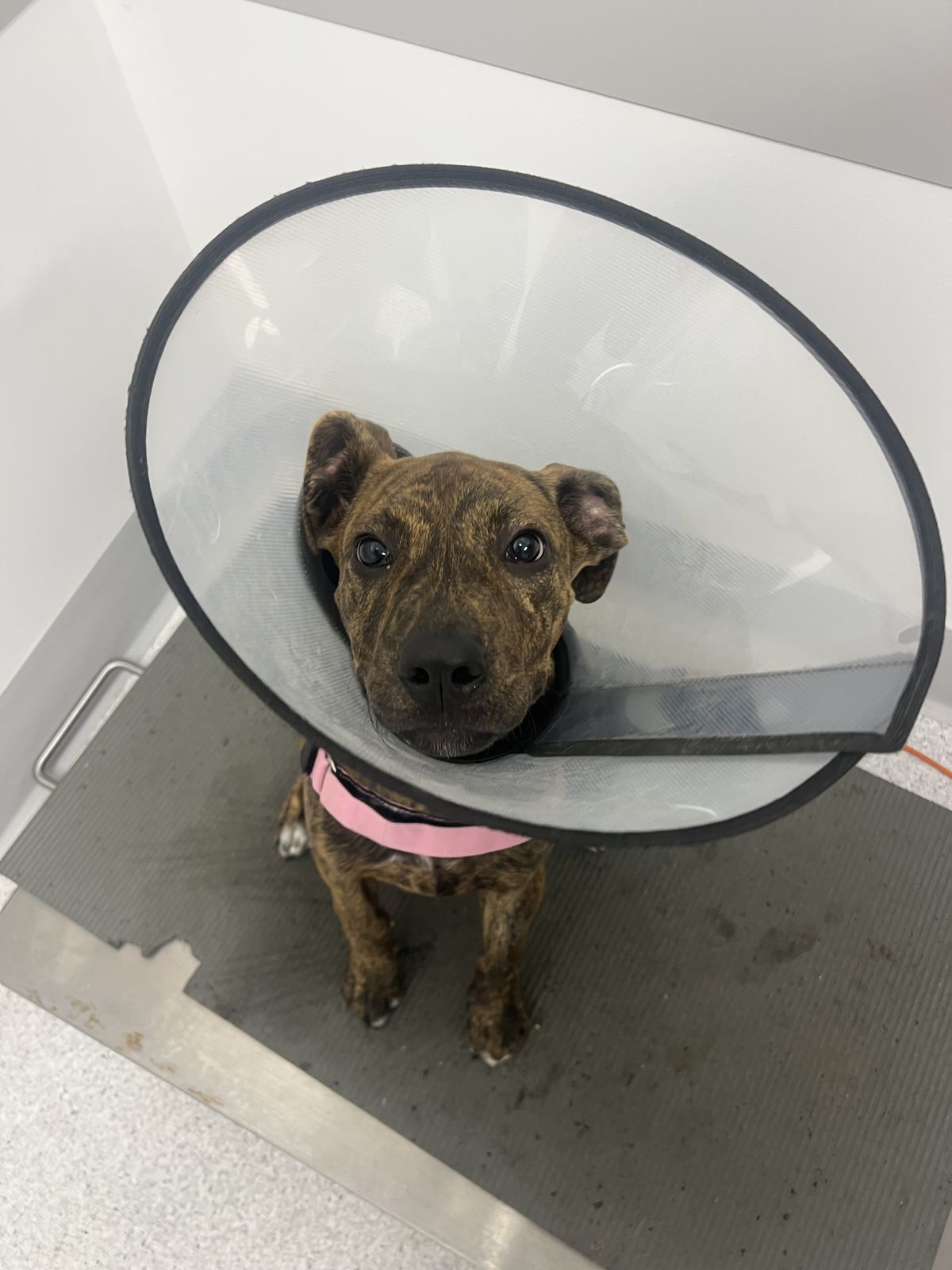 Gallery image: Charli